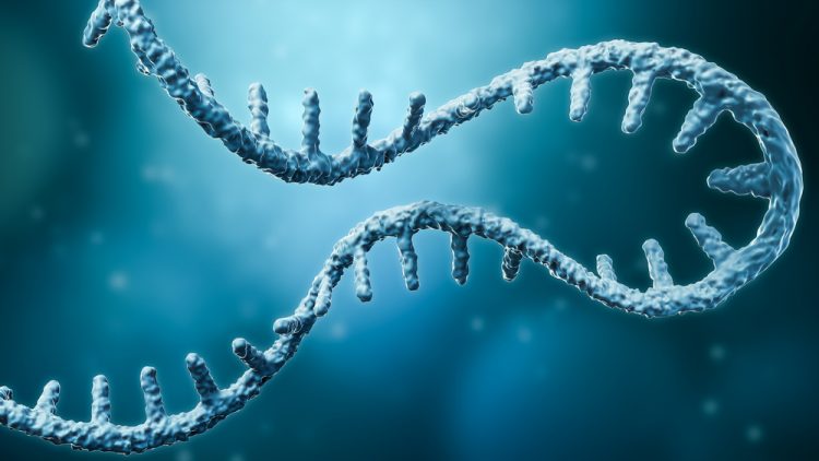 3D illustration of a strand of messenger RNA (mRNA)