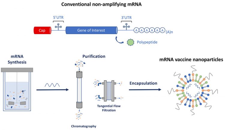 Figure 1: Schematic representation of conventional non amplifying mRNA and the production of mRNA vaccine nanoparticles.