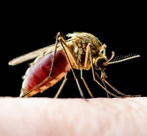 close up of a mosquito on human skin - mosquitos carry a variety of parasites and cause various diseases, such as malaria