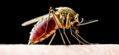 close up of a mosquito on human skin - mosquitos carry a variety of parasites and cause various diseases, such as malaria