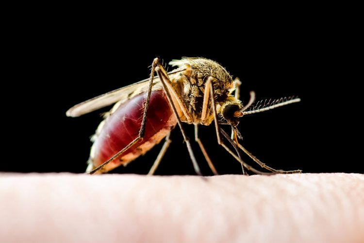 close up of a mosquito on human skin - mosquitos carry a variety of parasites and cause various diseases, such as malaria