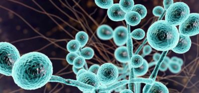 Innovative mass spectrometry method facilitates accurate C. auris identification