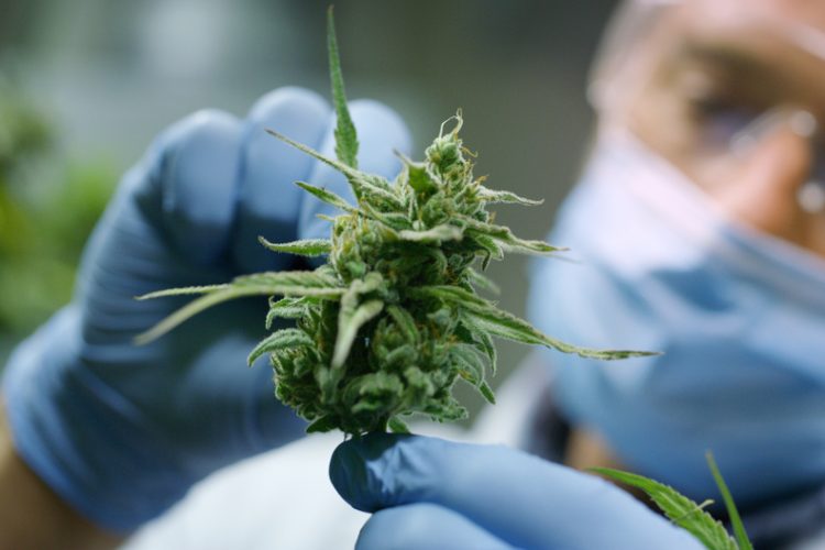 Portrait of scientist with mask, glasses and gloves checking cannabis plants - idea of medicinal cannabis