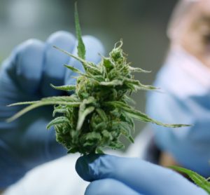 Portrait of scientist with mask, glasses and gloves checking cannabis plants - idea of medicinal cannabis