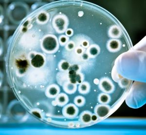 Gloved hand holding a Petri dish with dark coloured microbe colonies growing on it - idea of microbial contamination