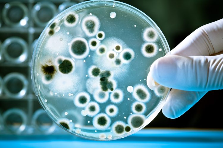 Gloved hand holding a Petri dish with dark coloured microbe colonies growing on it - idea of microbial contamination