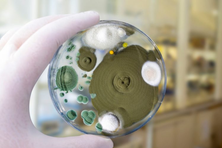 Colonies of different mold fungi grown from indoor air on Petri dish