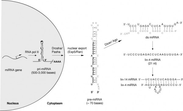 Figure 1: MicroRNA biogenesis and mechanism of action. A current model of microRNA biogenesis and mechanism of action. This model is a generic model of the biogenesis of microRNAs in animals. The lin-4 miRNA and the lin-14 mRNA are shown as examples.