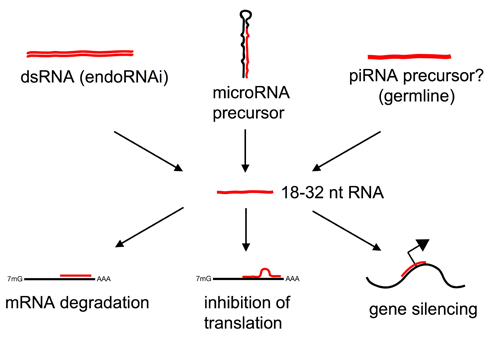 Figure 2: Short RNAs as key regulators of gene expression. Endogenous short regulatory RNAs may be derived from double-stranded precursors transcribed from repetitive elements (endo-siRNAs, rasiRNAs), RNAPolII transcripts (microRNAs) or in the germline from unknown precursors (piRNAs). Short regulatory RNAs may regulate RNA degradation, mRNA translation or possibly gene transcription.