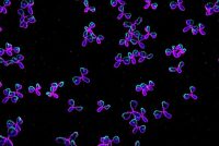 Transforming oncology with antibody therapeutics - bispecific monoclonal antibody