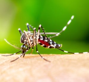 Monoclonal antibody could prevent malaria, study shows