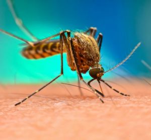 Close up of an Aedes Aegypti Mosquito on human skin - idea of mosquito-borne viruses