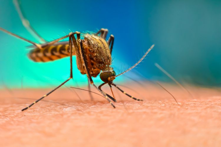 Close up of an Aedes Aegypti Mosquito on human skin - idea of mosquito-borne viruses