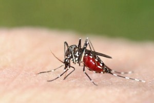 Tiger Mosquito