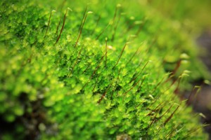 moss-agal