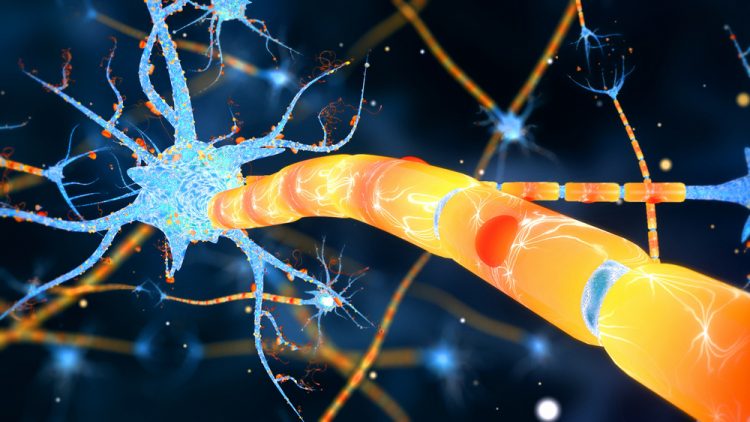 myelinated neurone illustration