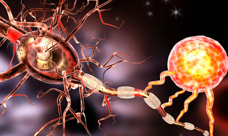 Ocrelizumab