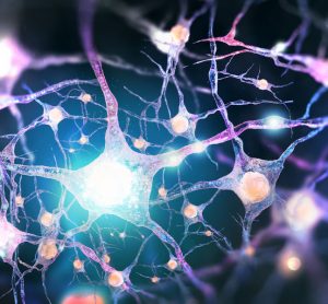 Neurons affected by Parkinson's disease
