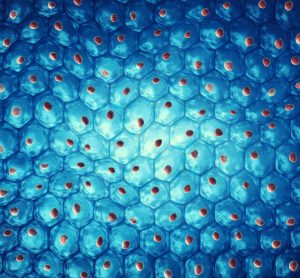 3D computer rendering of a stem cell colonie - hundred of blue cells each with an orange dot (nucleus) in the centre