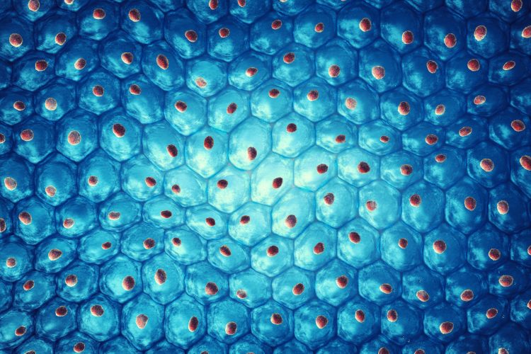 3D computer rendering of a stem cell colonie - hundred of blue cells each with an orange dot (nucleus) in the centre