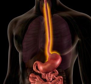 Male Internal Anatomy with Inflamed oesophagus indicating oesophagitis