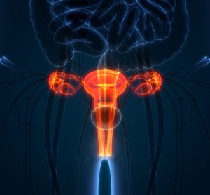 artist drawing of female reproductive system anatomy in body - idea of cancer in the female reproductive system