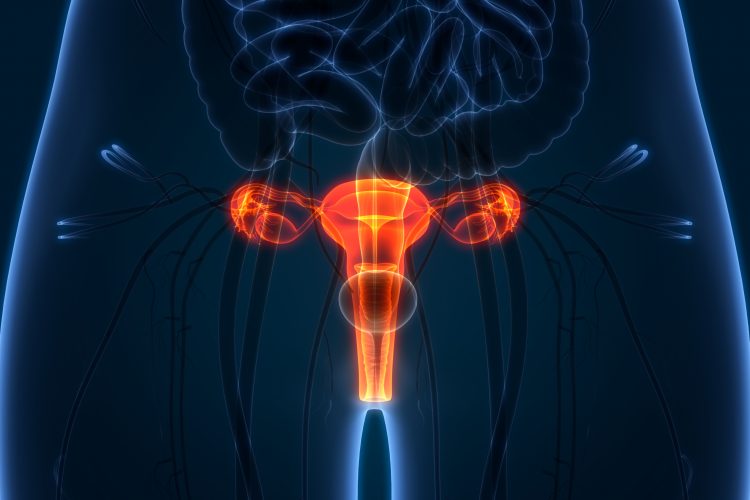 artist drawing of female reproductive system anatomy in body - idea of cancer in the female reproductive system