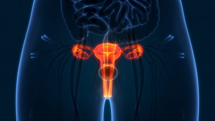 artist drawing of female reproductive system anatomy in body - idea of cancer in the female reproductive system