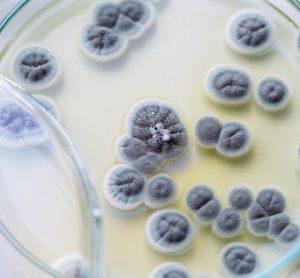 grey Penicillium fungi growing in a petri dish with cream coloured growth media