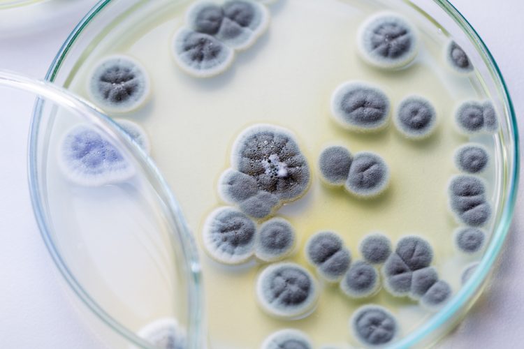 grey Penicillium fungi growing in a petri dish with cream coloured growth media