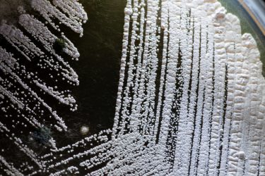 close up of white bacteria growing on agar plate - idea of microbial contamination