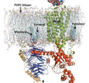 Figure 1 MD simulation model of the opsin-transducin complex in a POPC lipid bilayer. Opsin and transducin are drawn in ribbon format and post-translational modification on opsin and transducin are represented in space-fill style. Opsin is oriented in the bilayer such that helix 4 (H4) is perpendicular to the plane of the bilayer. The extracellular surface is oriented toward the top of the figure.