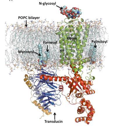 Figure 1 MD simulation model of the opsin-transducin complex in a POPC lipid bilayer. Opsin and transducin are drawn in ribbon format and post-translational modification on opsin and transducin are represented in space-fill style. Opsin is oriented in the bilayer such that helix 4 (H4) is perpendicular to the plane of the bilayer. The extracellular surface is oriented toward the top of the figure.