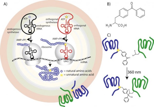 Figure 2 Scheme to encode genetically p-benzoyl-L-Phe into expressed GPCRs. (A) At the amber codon UAG, an engineered suppressor tRNA and orthogonal amino-acyl tRNA synthetase can incorporate an unnatural amino acid. (B) Structure of p-benzoyl-L-phenylalanine (pBpa). (C) In a photo crosslinking approach, site-directed unnatural amino acid mutagenesis is used to genetically encode pBpa into the blue receptor, which is hypothesised to interact with the green receptor. Upon irradiation with 360 nm light, pBpa will form a covalent bond to a side chain of the green receptor.