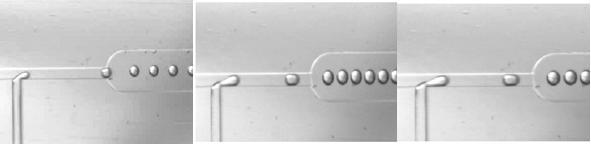    Figure 3. The aqueous droplets containing cells are formed in this platform through the shear force generated at the T-junction where the inlet carrying the aqueous phase meets the oil flow. 