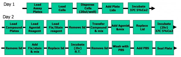 Figure 3 Preparation of plates for HCS HTS. Flow chart shows the multiple=