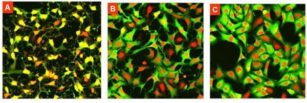 Figure 6 U2OS cells exposed to A) 10uM B) 1uM and C) 0.01 uM compound