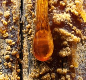 Sustainable pharmaceuticals: what about turpentine pine-based painkillers?