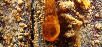 Sustainable pharmaceuticals: what about turpentine pine-based painkillers?