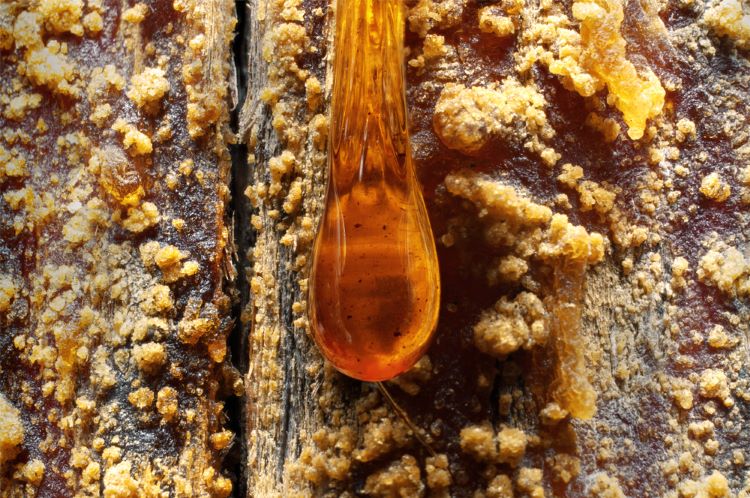 Sustainable pharmaceuticals: what about turpentine pine-based painkillers?