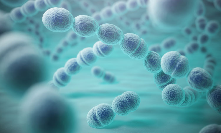 bacterial pneumonia cell