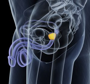 white outline of male anatomy with prostate gland highlighted in yellow