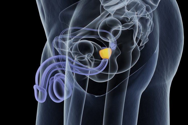 white outline of male anatomy with prostate gland highlighted in yellow