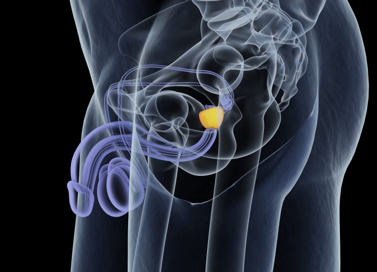 white outline of male anatomy with prostate gland highlighted in yellow