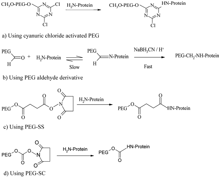 Figure 1 - PEGylation process using amine conjugation chemistries