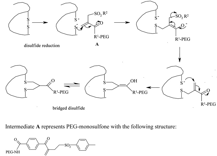 Figure 4 - Disulfide bridging PEGylation and structure of PEG-monosulfone