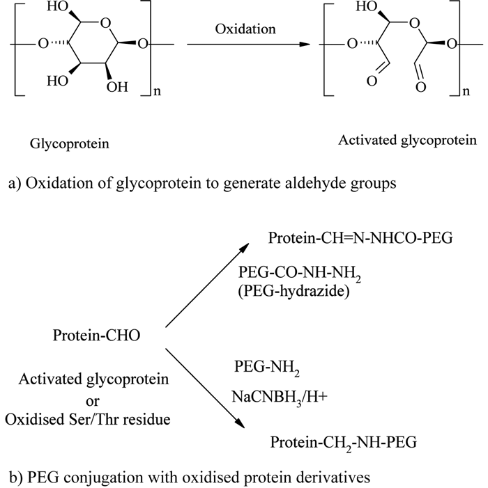 Figure 5 - Oxidised carbohydrate or N-terminal conjugation