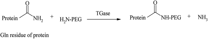 Figure 6 - TGase catalysed conjugation