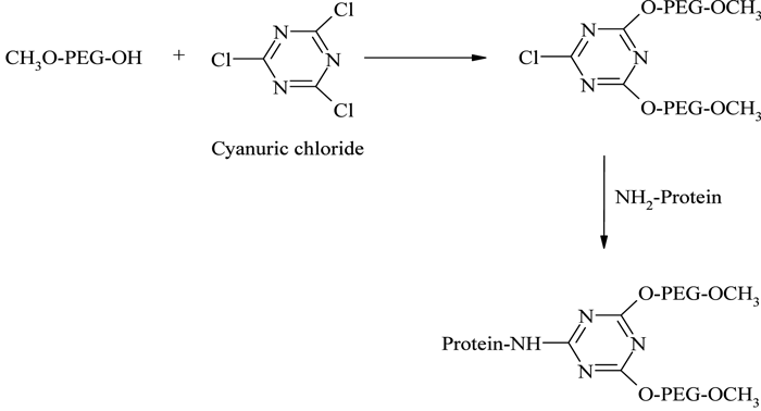 Figure 9 - PEGylation using cyanuric chloride activated branched PEG