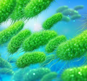 3D illustration of green Escherichia coli bacteria